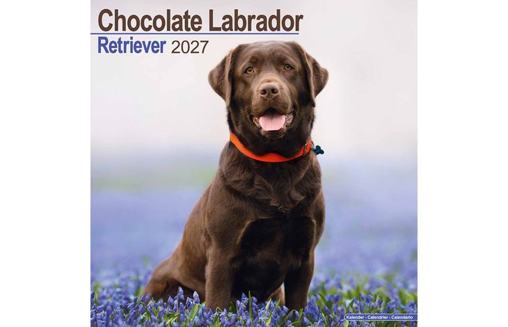 Avonside Kalender 27 Lab Retrievers Choc as