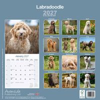 Avonside Kalender 27 Labradoodles as