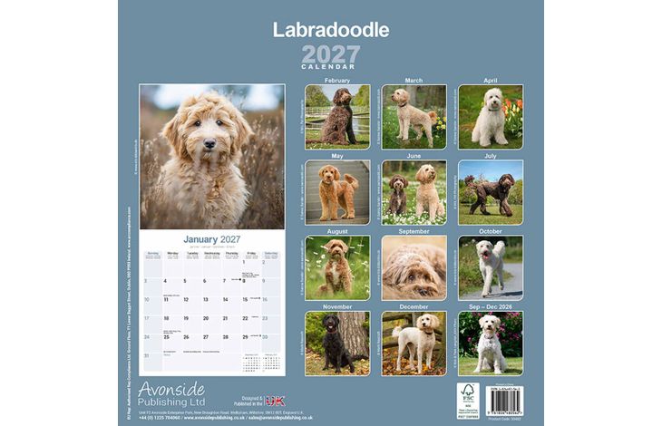 Avonside Kalender 27 Labradoodles as
