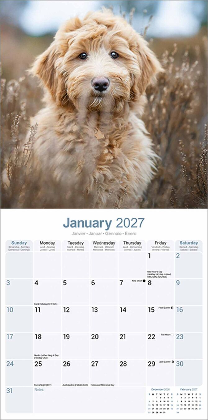 Avonside Kalender 27 Labradoodles as
