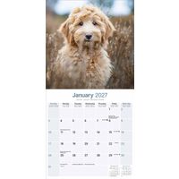 Avonside Kalender 27 Labradoodles as