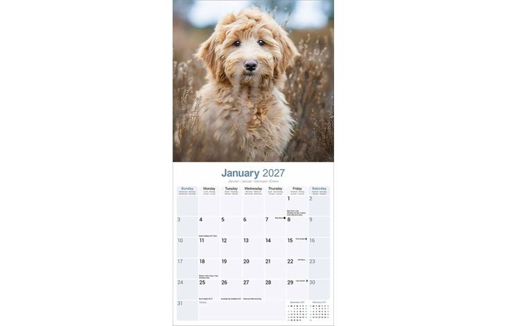 Avonside Kalender 27 Labradoodles as