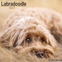 Avonside Kalender 27 Labradoodles as