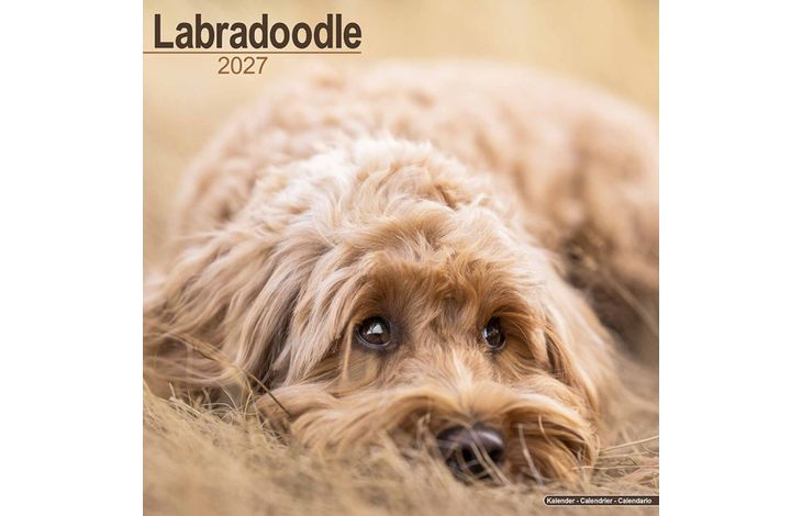 Avonside Kalender 27 Labradoodles as