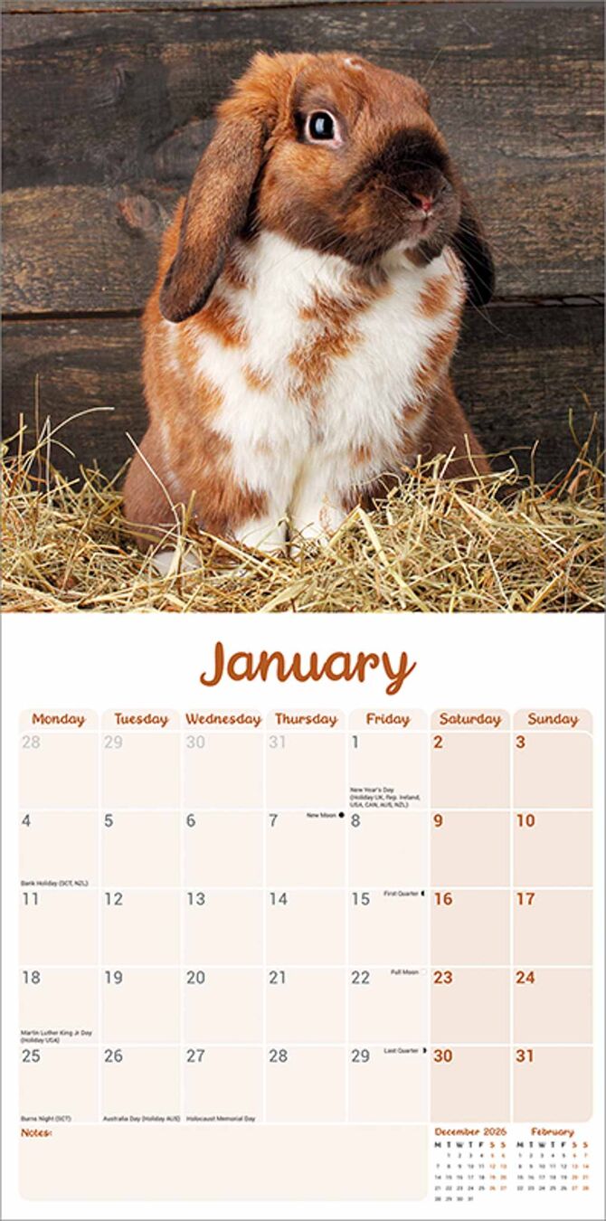 Avonside Kalender 27 Lop Eared Rabbits as