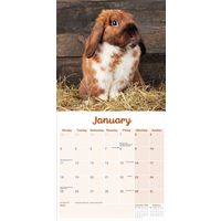Avonside Kalender 27 Lop Eared Rabbits as