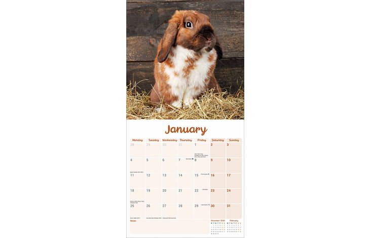 Avonside Kalender 27 Lop Eared Rabbits as