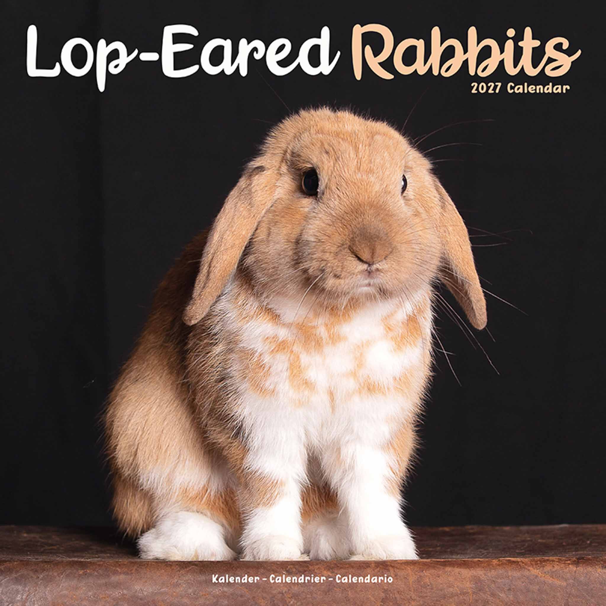 Avonside Kalender 27 Lop Eared Rabbits as