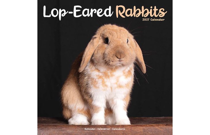Avonside Kalender 27 Lop Eared Rabbits as