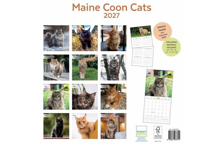 Plenty Gifts Kalender 27 Maine Coon Cats pg