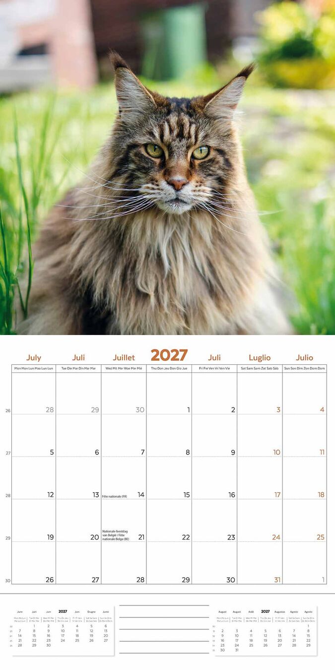 Plenty Gifts Kalender 27 Maine Coon Cats pg