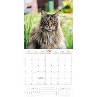 Plenty Gifts Kalender 27 Maine Coon Cats pg