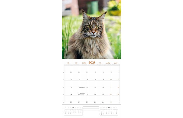 Plenty Gifts Kalender 27 Maine Coon Cats pg