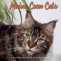 Plenty Gifts Kalender 27 Maine Coon Cats pg