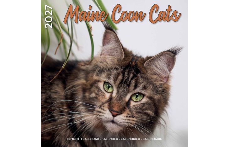 Plenty Gifts Kalender 27 Maine Coon Cats pg