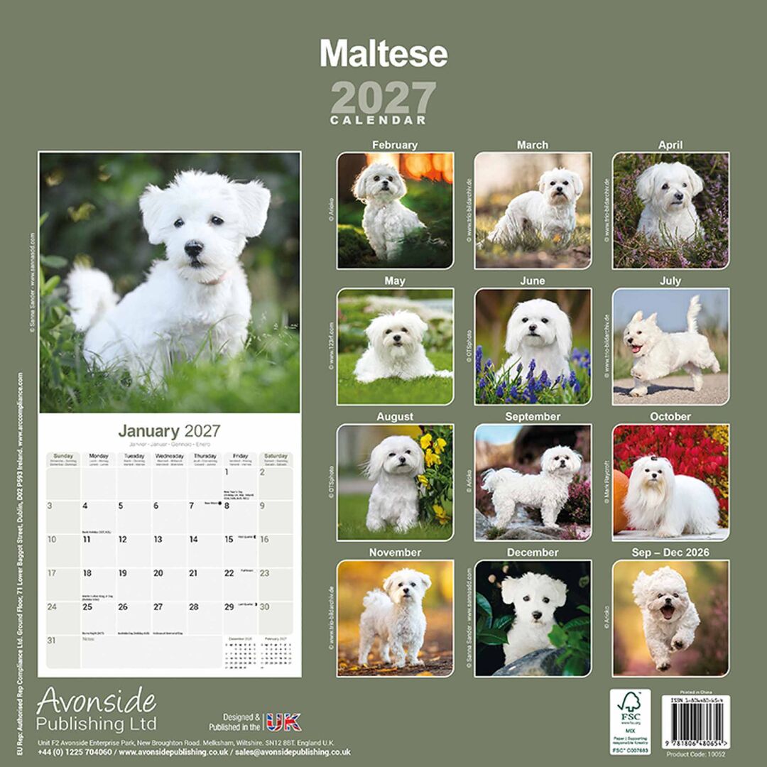 Avonside Kalender 27 Maltese as