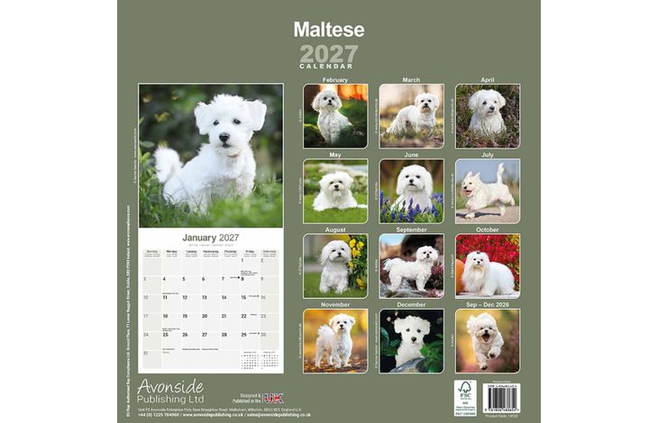 Avonside Kalender 27 Maltese as