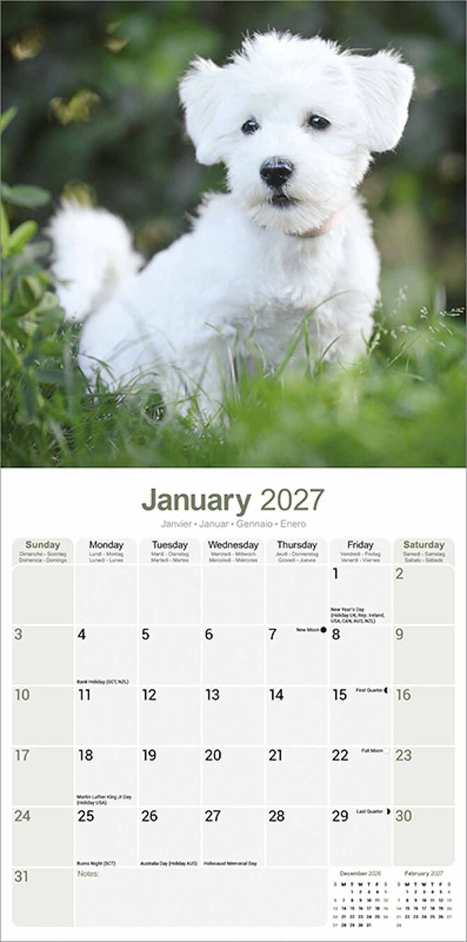 Avonside Kalender 27 Maltese as
