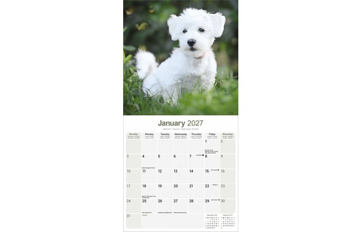 Avonside Kalender 27 Maltese as