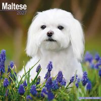 Avonside Kalender 27 Maltese as