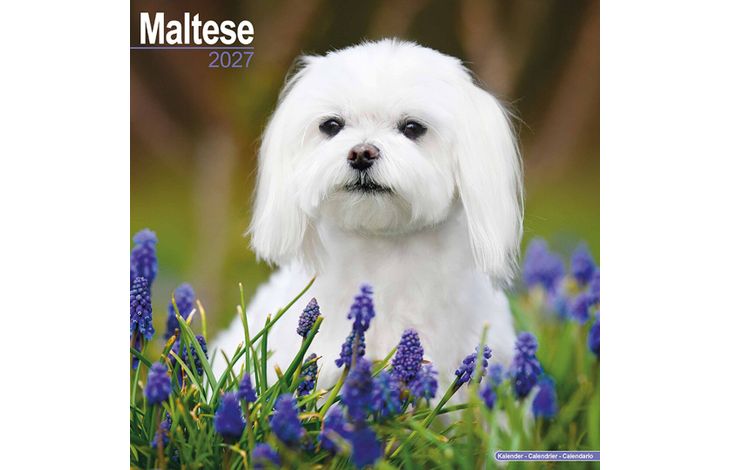 Avonside Kalender 27 Maltese as
