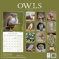 Avonside Kalender 27 Owls as