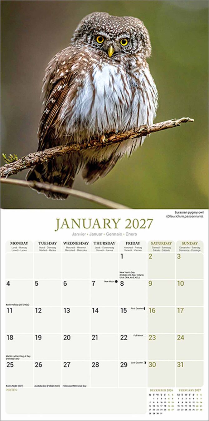 Avonside Kalender 27 Owls as