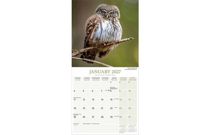Avonside Kalender 27 Owls as