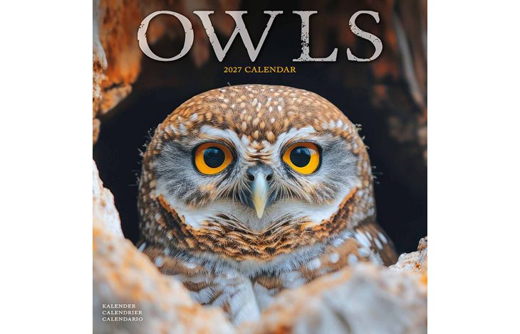 Avonside Kalender 27 Owls as