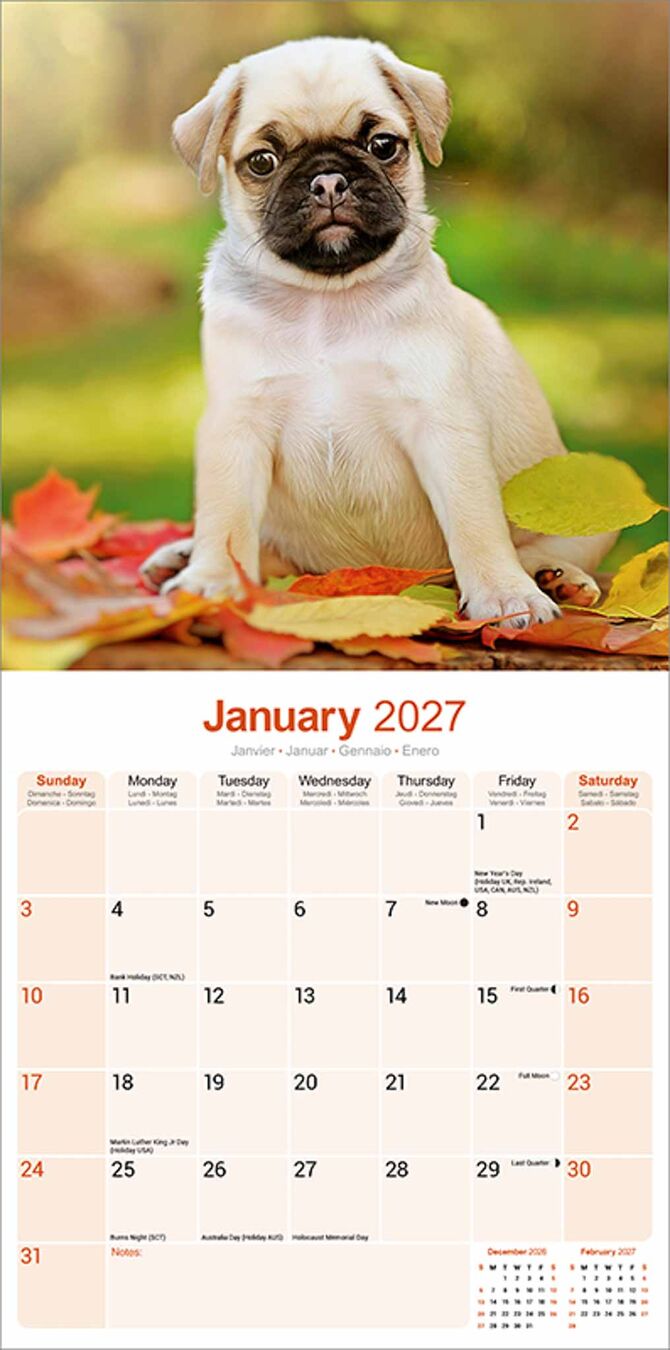Avonside Kalender 27 Pugs as