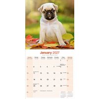 Avonside Kalender 27 Pugs as