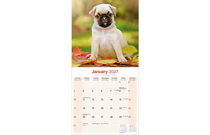 Avonside Kalender 27 Pugs as