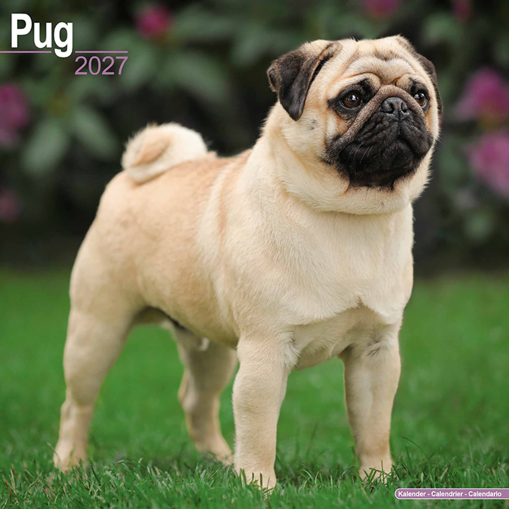 Avonside Kalender 27 Pugs as