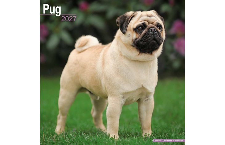 Avonside Kalender 27 Pugs as