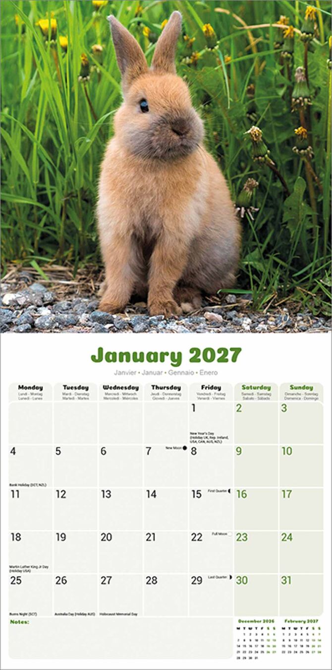Avonside Kalender 27 Rabbits as