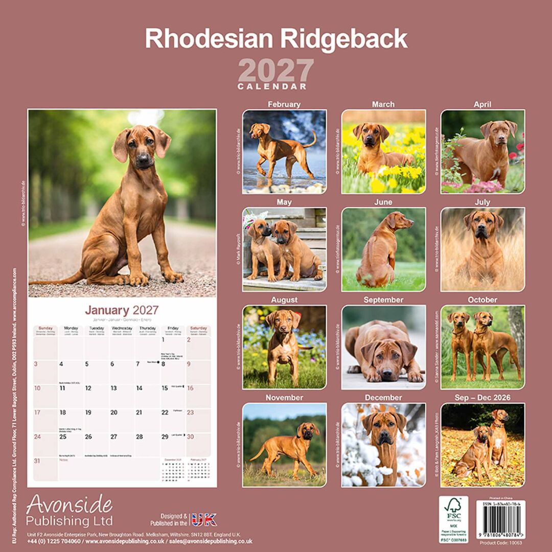 Avonside Kalender 27 Rhodesian Ridgebacks as
