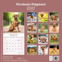 Avonside Kalender 27 Rhodesian Ridgebacks as