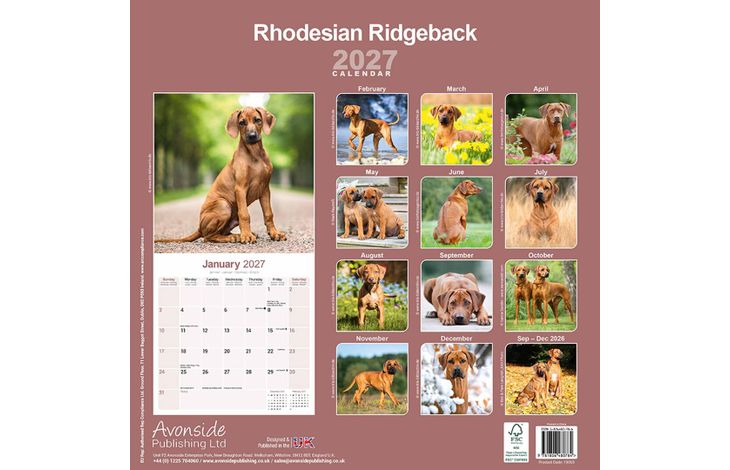 Avonside Kalender 27 Rhodesian Ridgebacks as