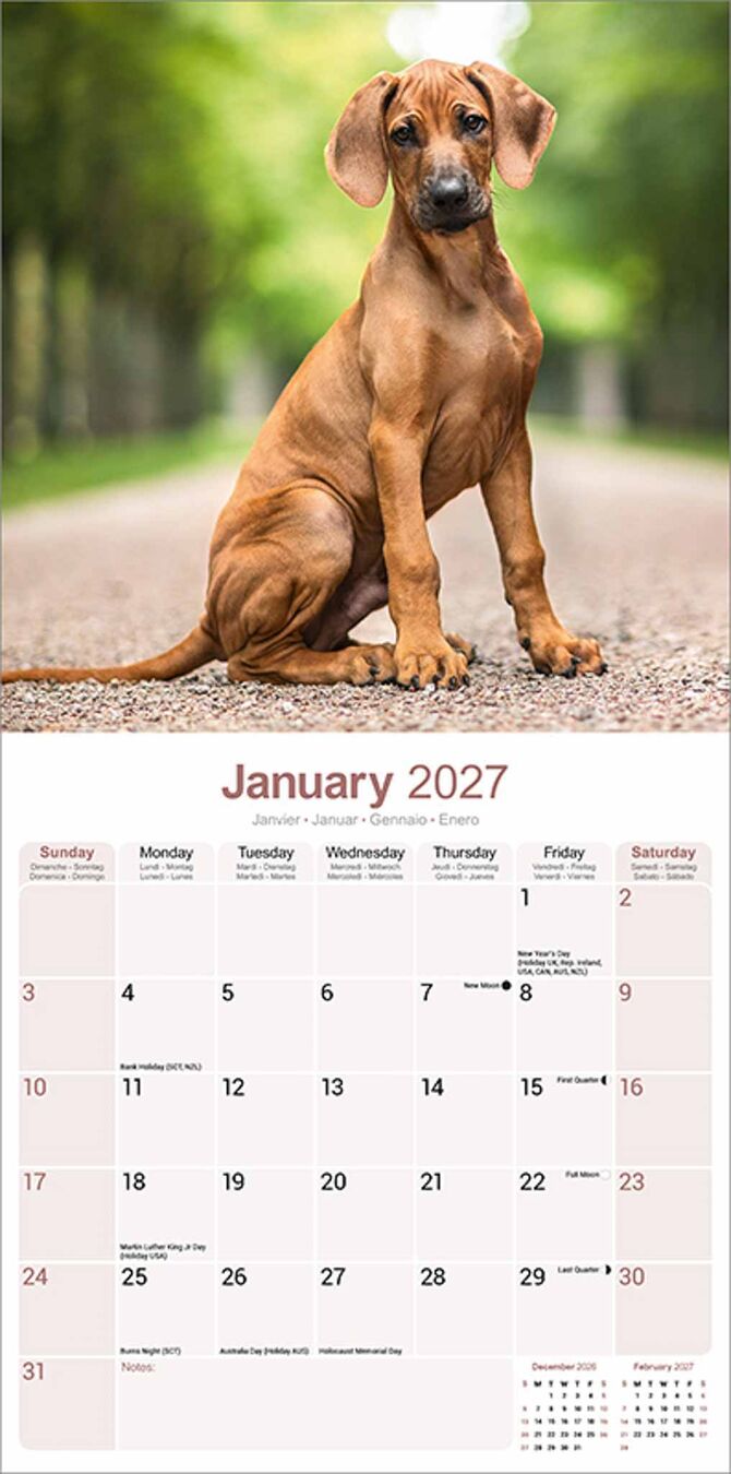 Avonside Kalender 27 Rhodesian Ridgebacks as