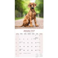 Avonside Kalender 27 Rhodesian Ridgebacks as