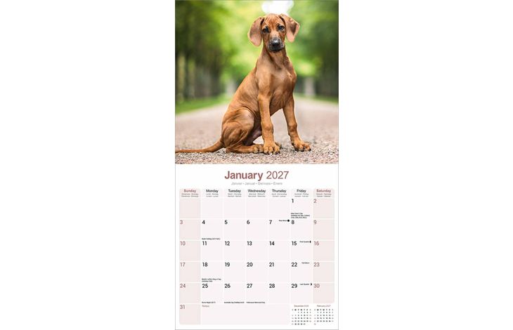 Avonside Kalender 27 Rhodesian Ridgebacks as