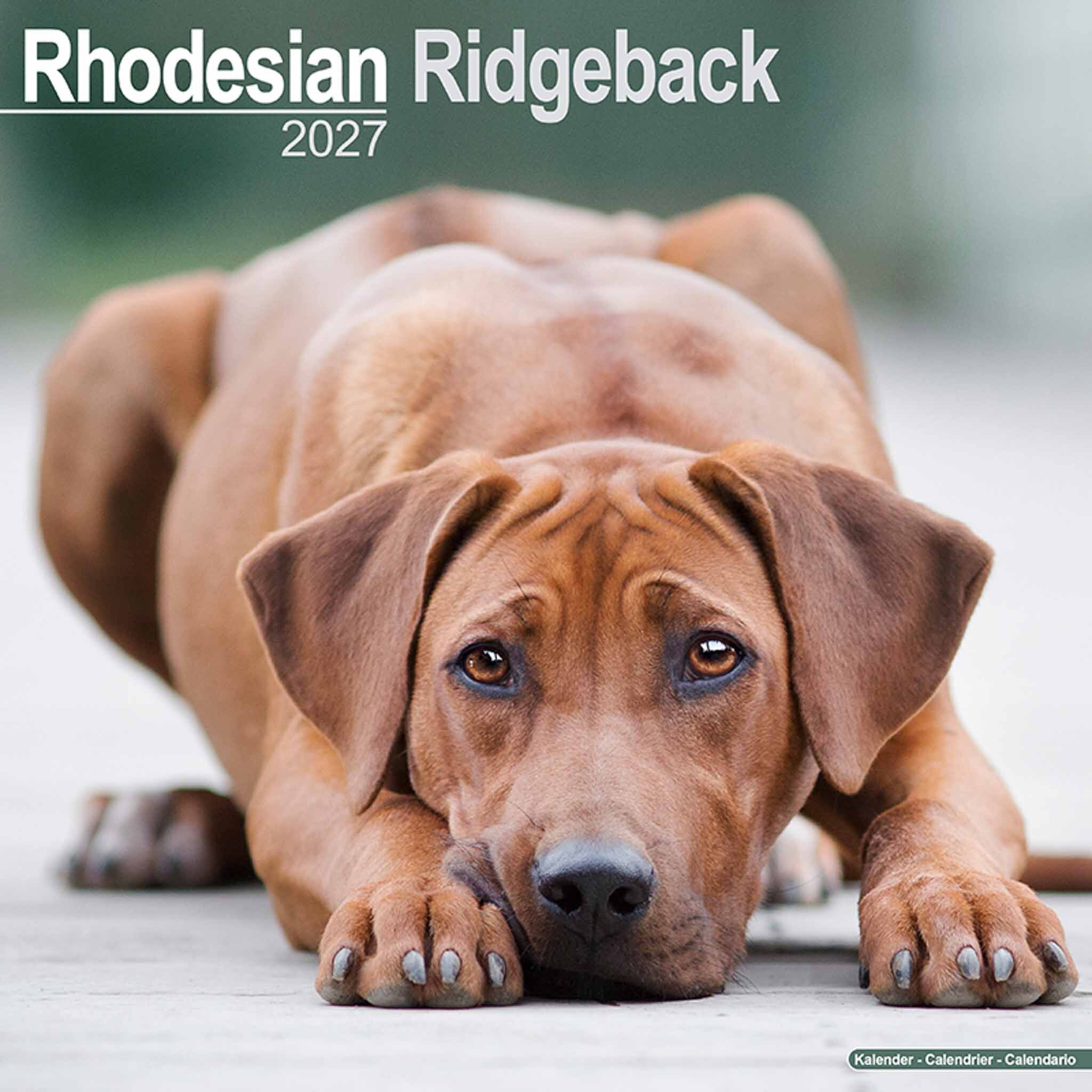 Avonside Kalender 27 Rhodesian Ridgebacks as