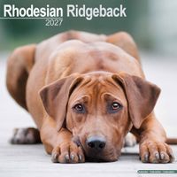 Avonside Kalender 27 Rhodesian Ridgebacks as