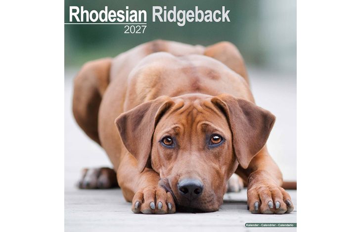 Avonside Kalender 27 Rhodesian Ridgebacks as