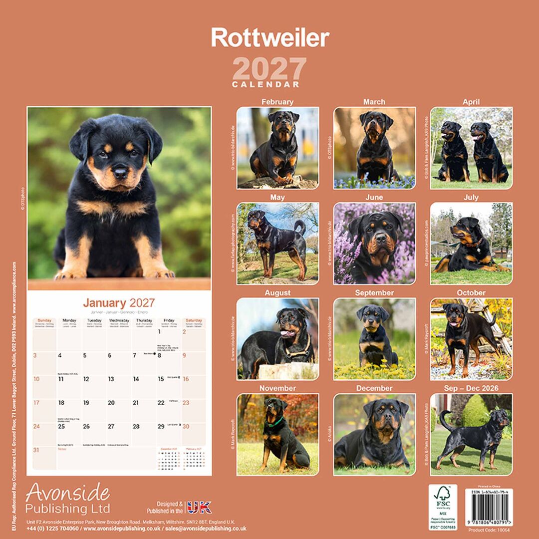 Avonside Kalender 27 Rottweilers as