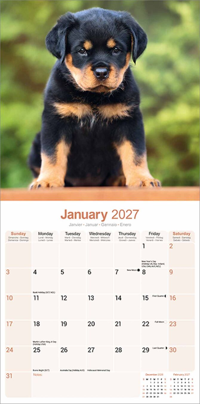 Avonside Kalender 27 Rottweilers as