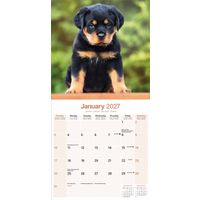 Avonside Kalender 27 Rottweilers as