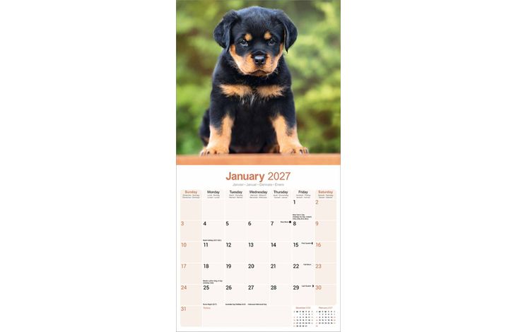 Avonside Kalender 27 Rottweilers as