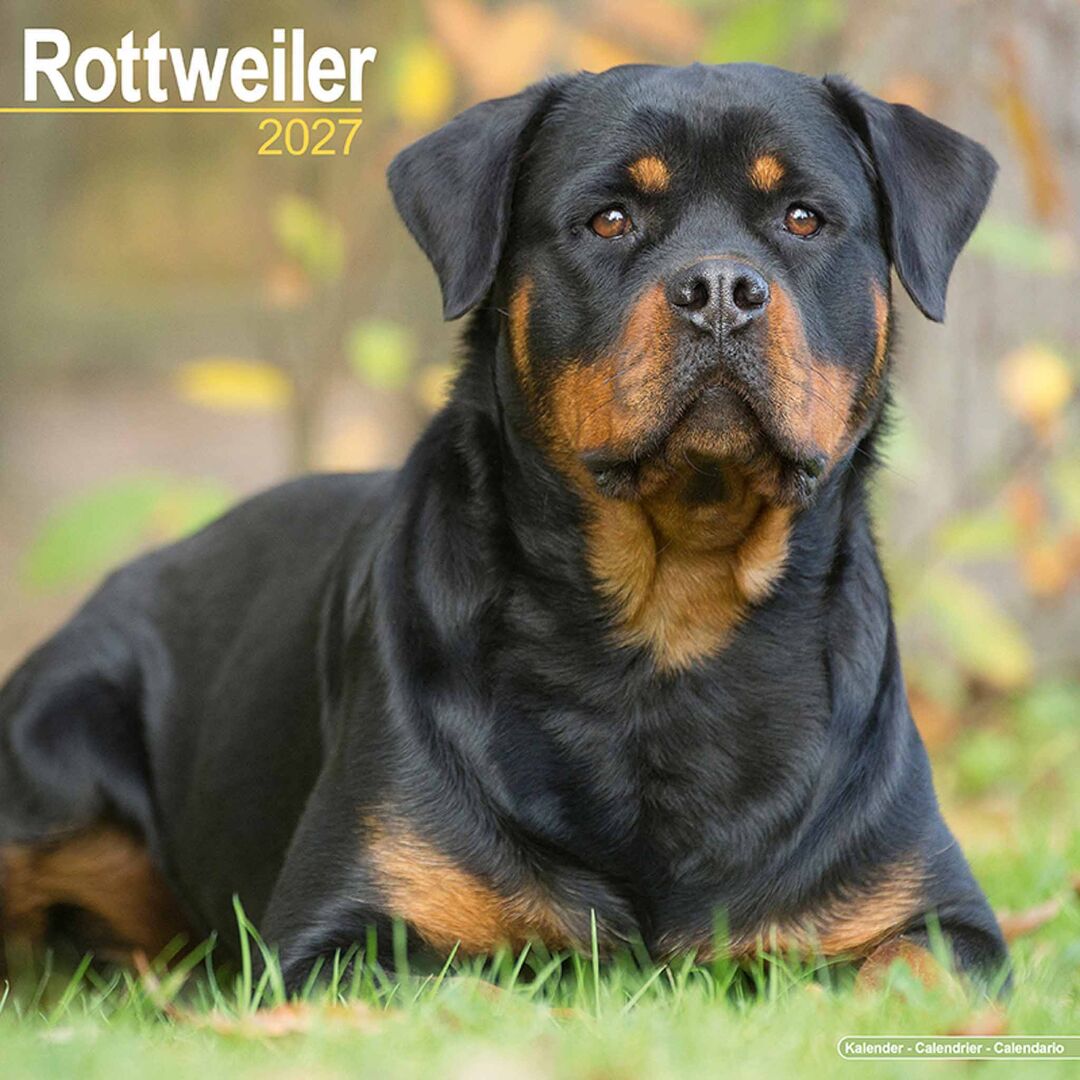 Avonside Kalender 27 Rottweilers as