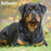 Avonside Kalender 27 Rottweilers as